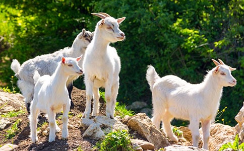 ���ȡ���ɽ�򲻳����òݡ������