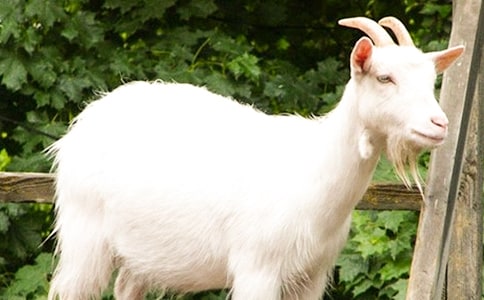 ��ɽ�򲻳����òݡ�����г���[5ƪ]