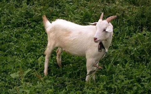 ����ɽ�򲻳����òݡ��и�