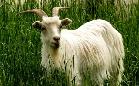 ��ɽ�������Խ��˵�θ�