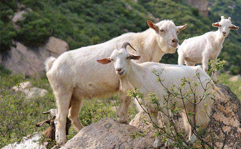 《山羊不吃天堂草》读后感(合集15篇)