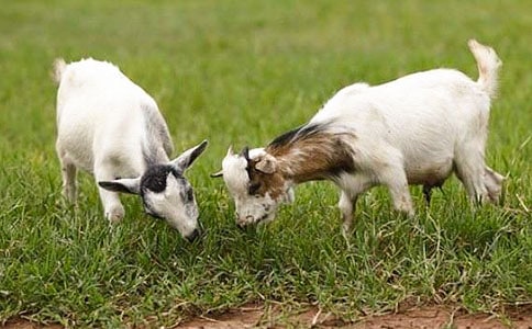 《山羊不吃天堂草》读后感