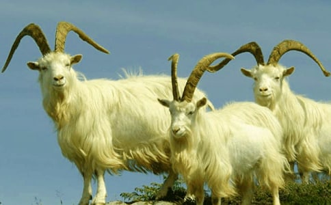 山羊不吃天堂草读后感小学