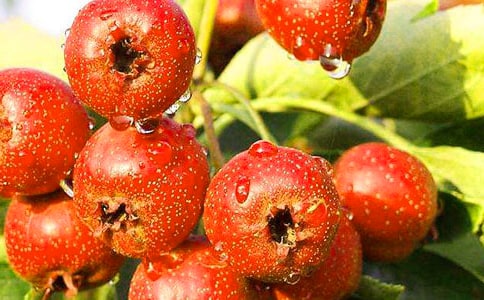 山楂树之恋读后感【经典】