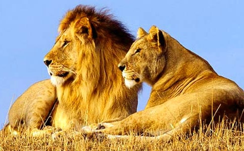 ʨ�Ӻ�¹�Ľ�ѧ��˼