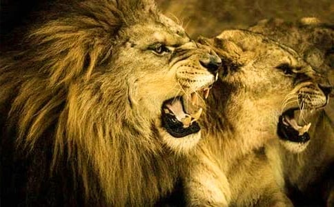 ����ʨ�Ӻ�¹���и�7ƪ