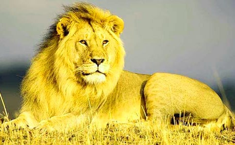 ʨ���ֵĵ��δʼ���15ƪ