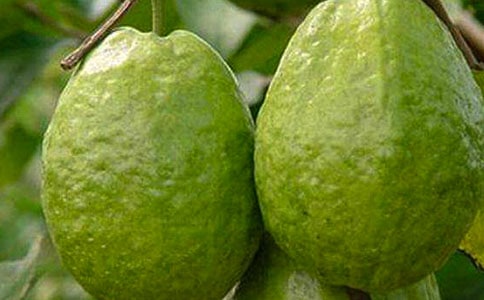 ʯ����Сѧ����300�ְ�ƪ