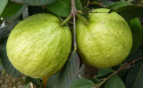 ����ѡ��ʯ����Сѧ������ƪ