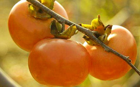 ��ѩ���ӡ������[����]