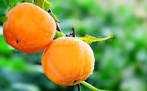 《雪柿子》读后感12篇