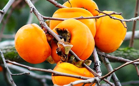 ѩ���Ӷ����