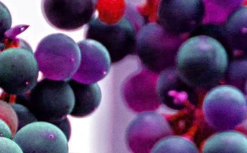 水果拼盘大赛-写事作文