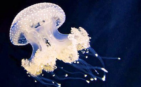 张家口水母宫导游词