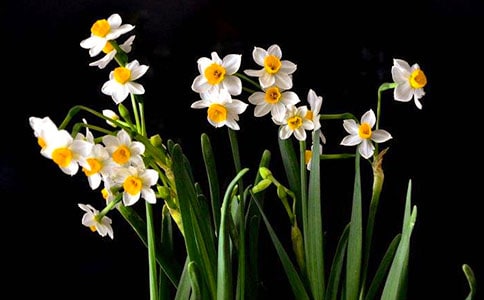 《艾晚的水仙球》读后感6篇