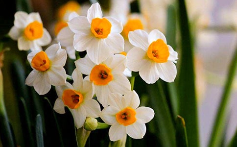 水仙花观察日记15篇