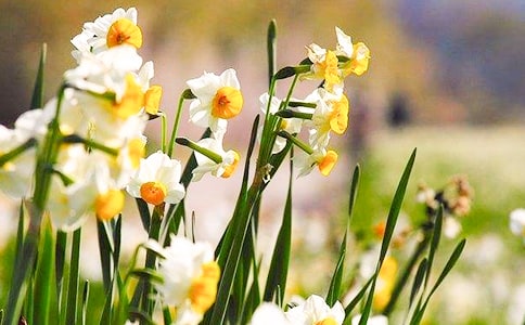 ˮ�ɻ��۲��ռ�(15ƪ)