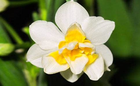 水仙花观察日记(精选15篇)