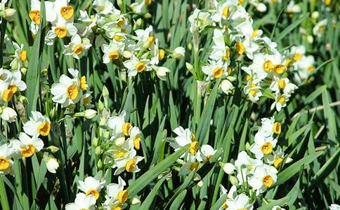 水仙花观察日记(集锦15篇)