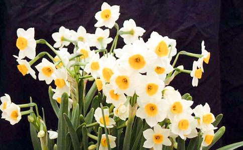 描写水仙花动态的句子