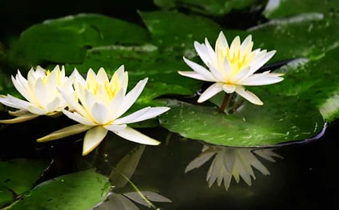 描写睡莲的三年级作文