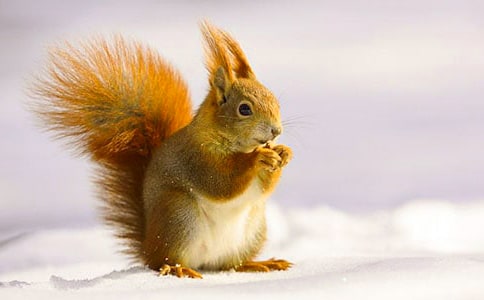 【热门】小松鼠小学作文七篇