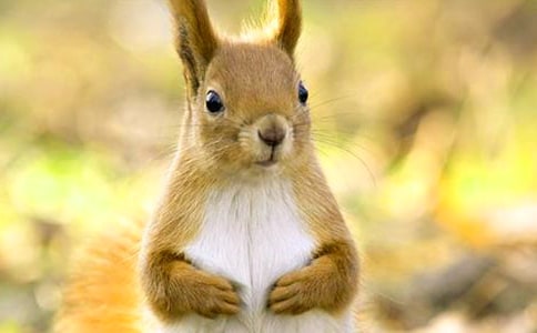 ����Ʒ��С����Сѧ���ľ�ƪ