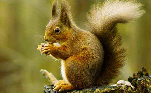 实用的小松鼠小学作文三篇