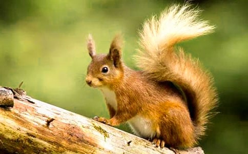 ���Ƽ���С����Сѧ����300����ƪ