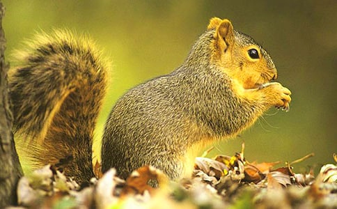 精选小松鼠小学作文合集八篇