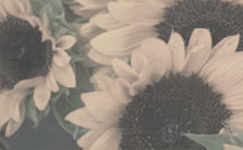 神奇的太阳花女孩读后感