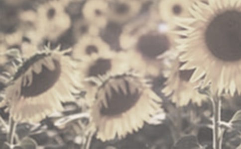 种太阳花的小猪读后感