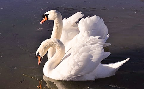 《吹小号的天鹅》读后感(精选15篇)