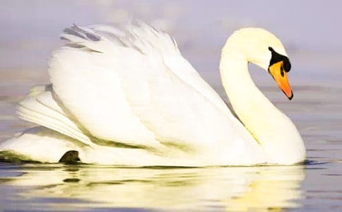 黑天鹅紫水晶读后感合集15篇