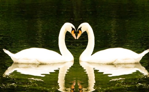 读《吹小号的天鹅》有感