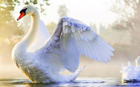 (热门)吹小号的天鹅读后感