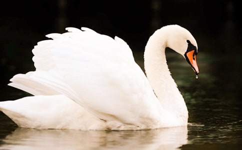 读《白天鹅红珊瑚》有感9篇