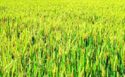 我们的田野教学反思