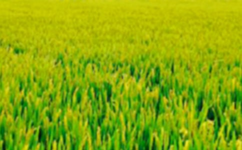 ����ѡ�����꼶��Ұ���Ľ�����ƪ