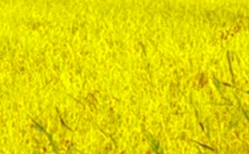 ��Ұ�����һ�꼶