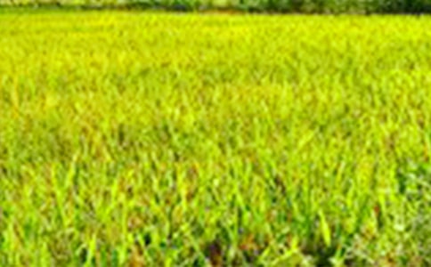 描写的田野的句子