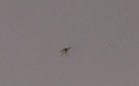 �������ռǺϼ���ƪ