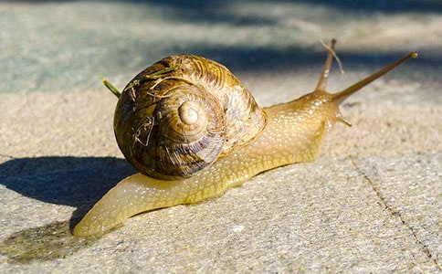 有关蜗牛日记范文汇总五篇