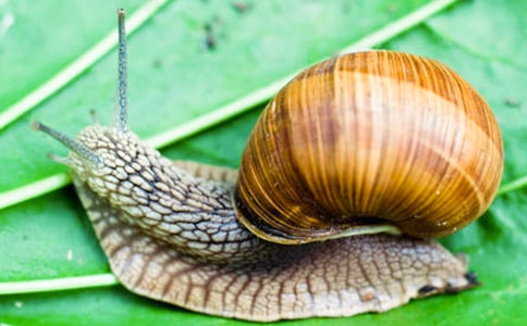 关于蜗牛日记范文锦集六篇