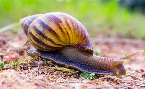 ��ѡ��ţ���꼶������ƪ