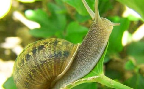 小蜗牛三年级作文