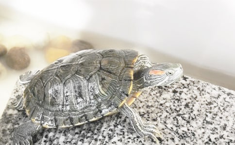 С�ڹ����꼶������ƪ