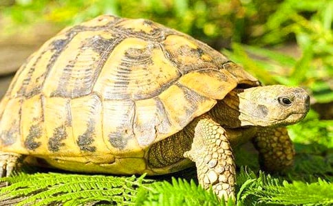 可爱的小乌龟小学作文