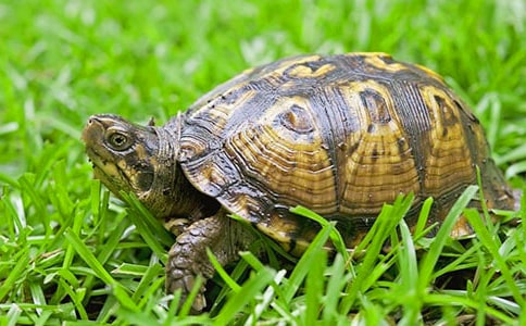 ����С�ڹ����꼶���Ļ���10ƪ