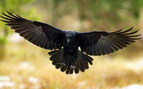 和乌鸦做邻居读后感15篇